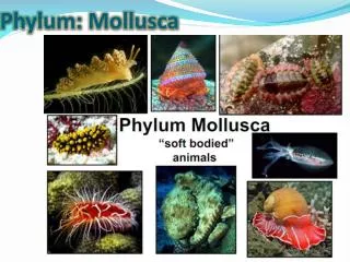 Phylum: Mollusca