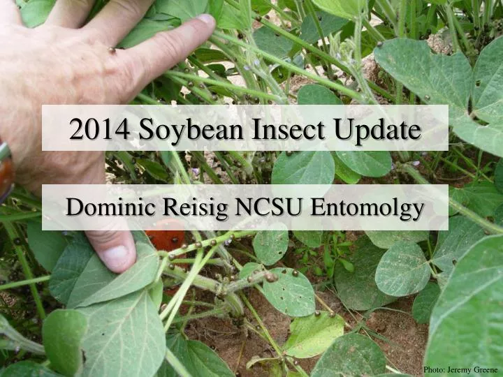 2014 soybean insect update