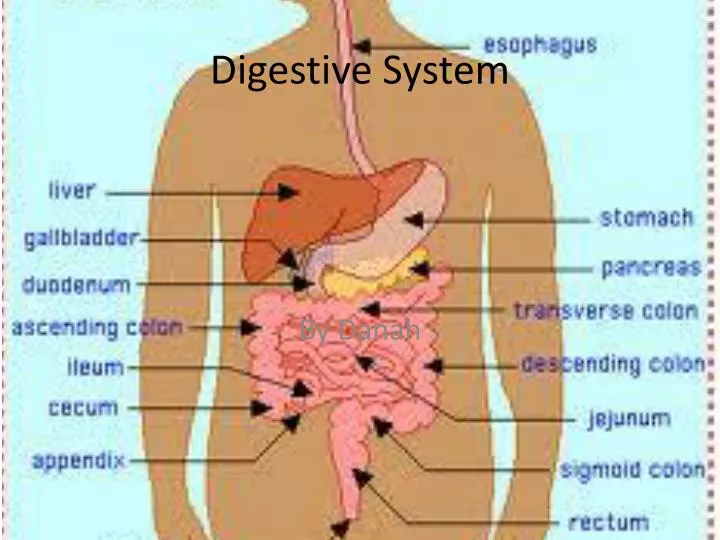 digestive system