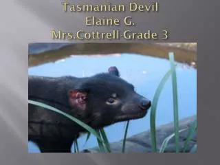 Tasmanian Devil Elaine G. Mrs.Cottrell -Grade 3
