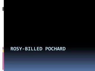 Rosy-billed Pochard