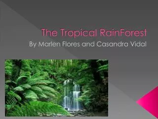 The Tropical RainForest