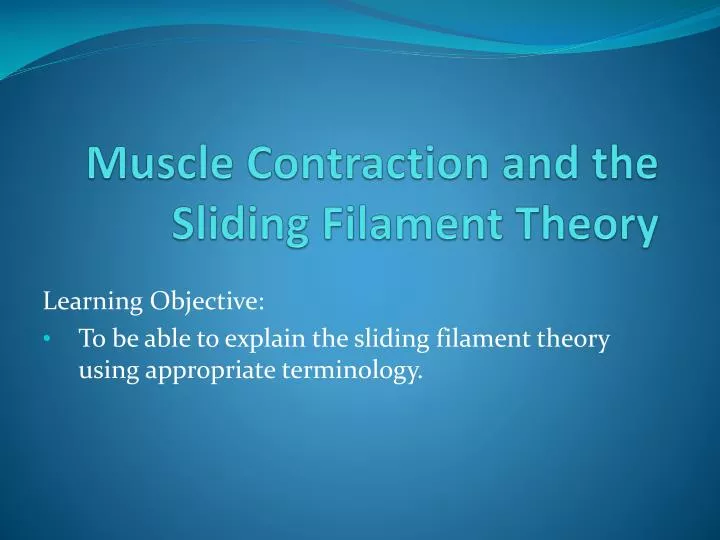 muscle contraction and the sliding filament theory
