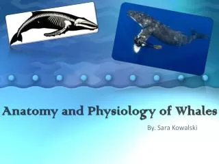 Anatomy and Physiology of Whales