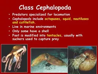 Class Cephalopoda