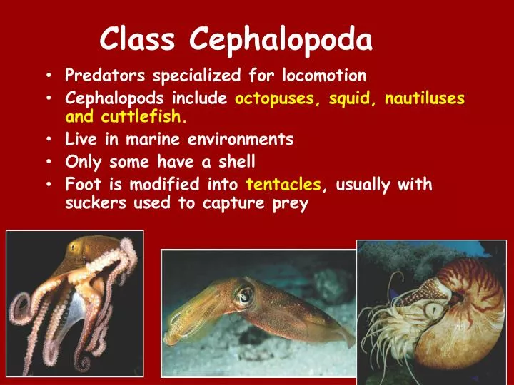 class cephalopoda