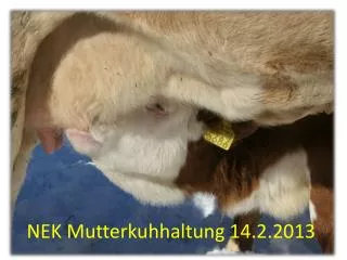 nek mutterkuhhaltung 14 2 2013