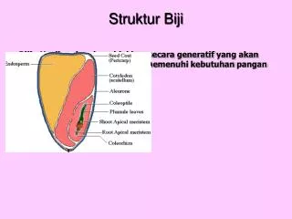 Struktur Biji