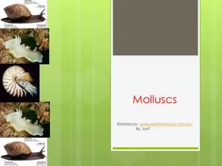 Molluscs