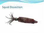 Squid Dissection - slide 1