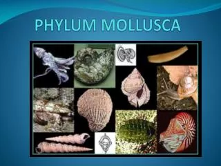 PHYLUM MOLLUSCA