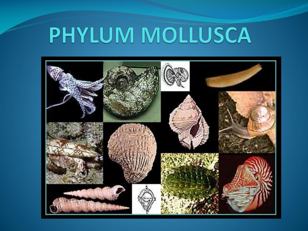 PPT - PHYLUM MOLLUSCA PowerPoint Presentation, free download - ID:1920037
