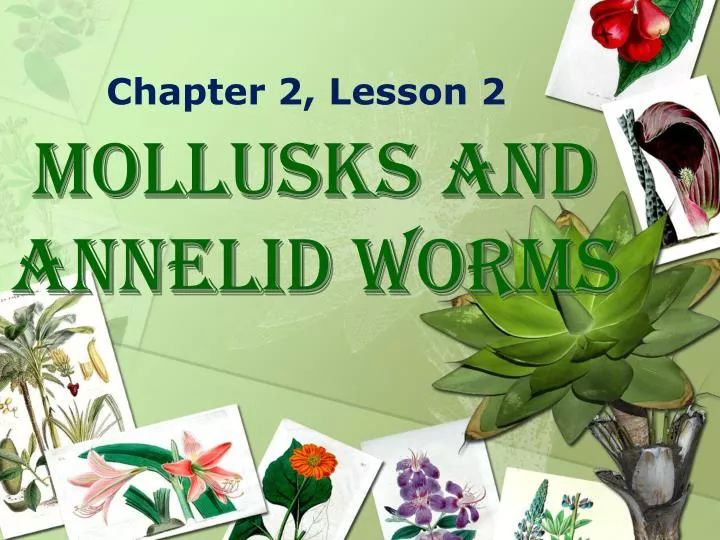 mollusks and annelid worms