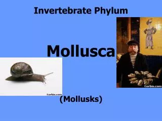 Invertebrate Phylum Mollusca (Mollusks)