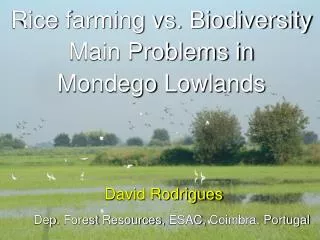 Rice farming vs. Biodiversity Main Problems in Mondego Lowlands