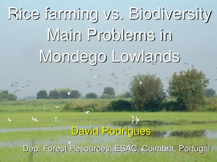 rice farming vs biodiversity main problems in mondego lowlands