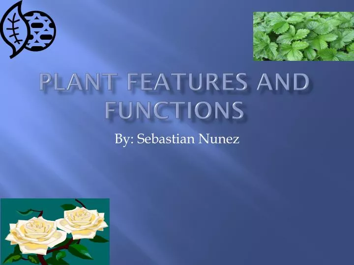 plant fe a tures and functions