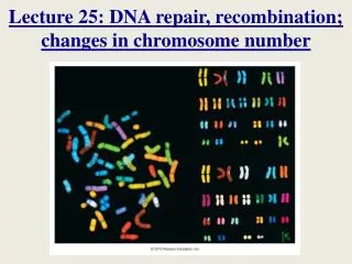 Lecture 25: DNA repair, recombination; changes in chromosome number