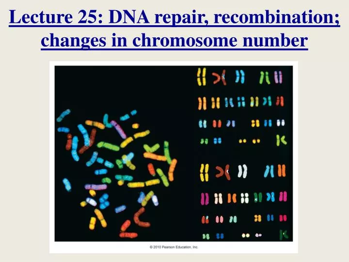 lecture 25 dna repair recombination changes in chromosome number