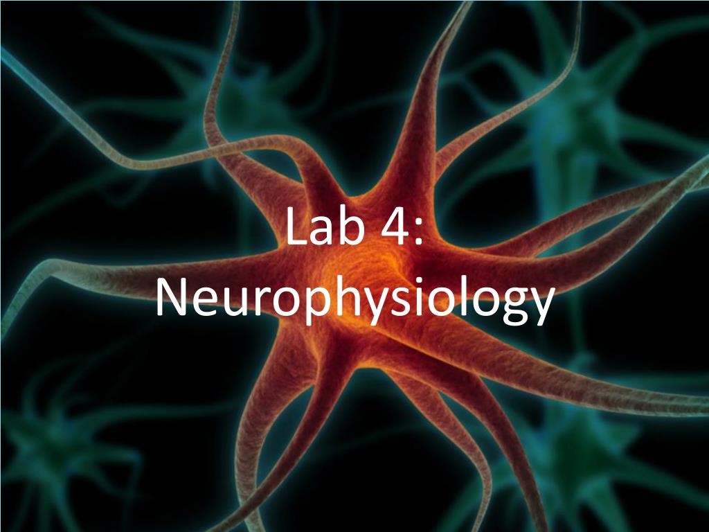 Neurophysiology Example PPT - Lab 4: Neurophysiology PowerPoint Presentation, free download ...