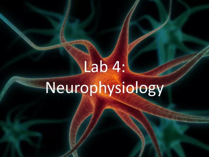lab 4 neurophysiology