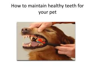 How to maintain healthy teeth for your pet