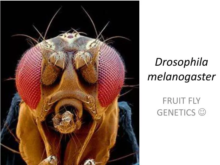 drosophila melanogaster