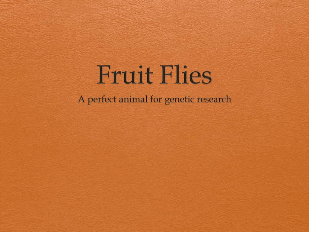 PPT - Fruit Flies PowerPoint Presentation, free download - ID:1921051