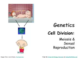 Genetics Cell Division: Meiosis &amp; Sexual Reproduction