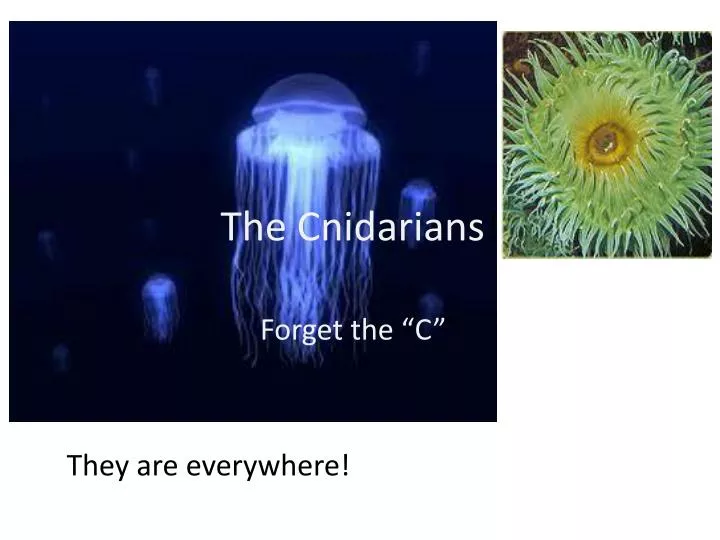 the cnidarians