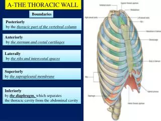 A-THE THORACIC WALL
