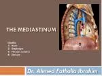 PPT - THE Mediastinum PowerPoint Presentation, Free Download - ID:2491528