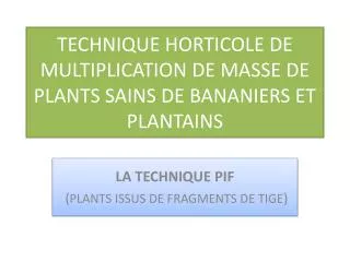 technique horticole de multiplication de masse de plants sains de bananiers et plantains