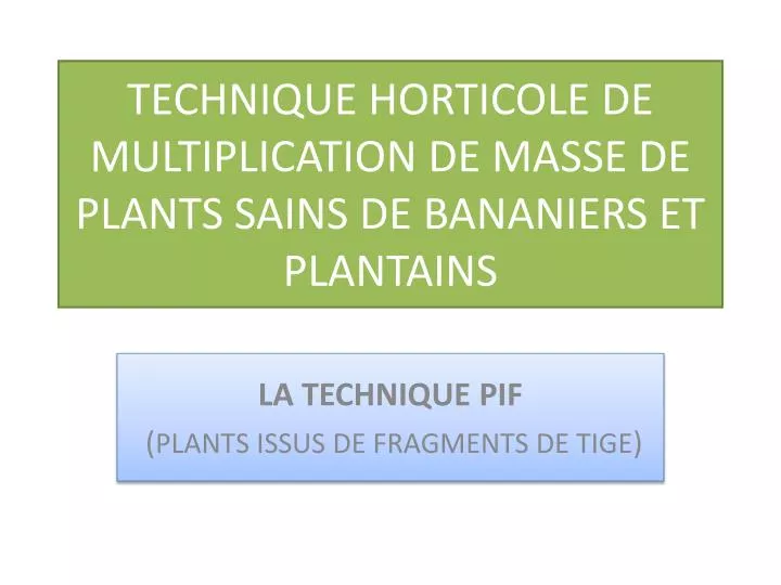 technique horticole de multiplication de masse de plants sains de bananiers et plantains