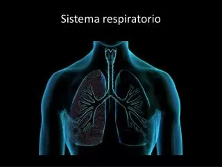 sistema respiratorio