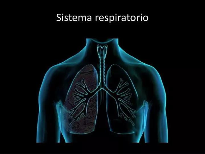 sistema respiratorio