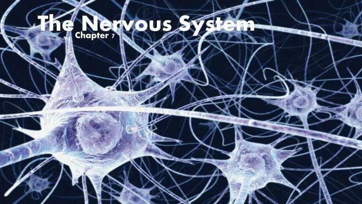 the nervous system