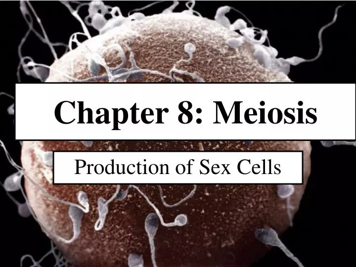 chapter 8 meiosis