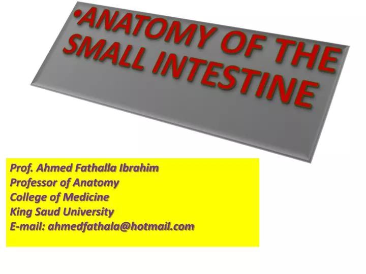 anatomy of the small intestine