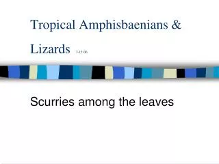 Tropical Amphisbaenians &amp; Lizards 3-15-06