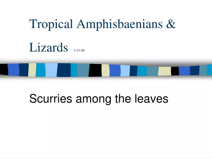 tropical amphisbaenians lizards 3 15 06