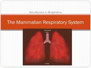 The Mammalian Respiratory System