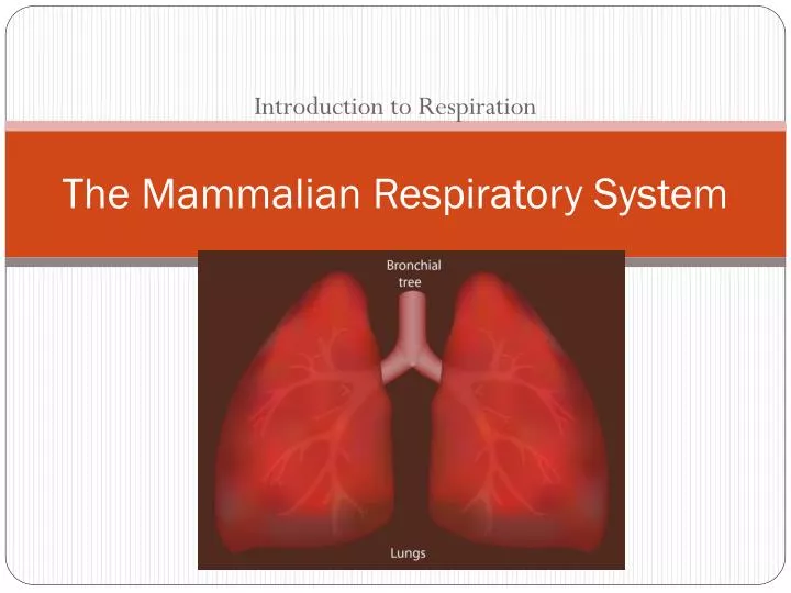 the mammalian respiratory system