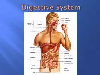 Digestive System