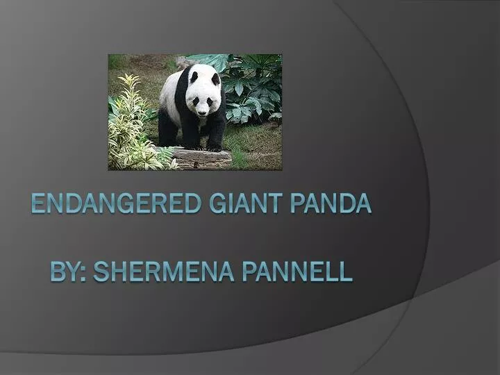 endangered giant panda by shermena pannell