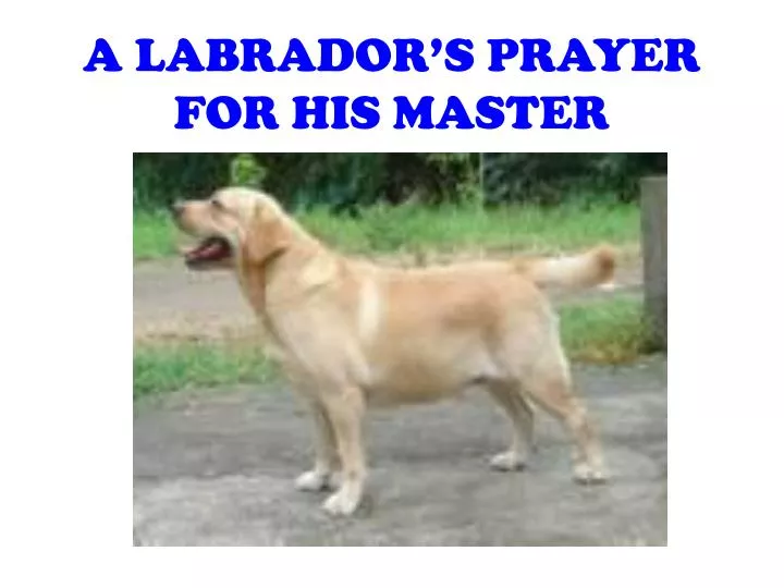 a labrador s prayer for his master
