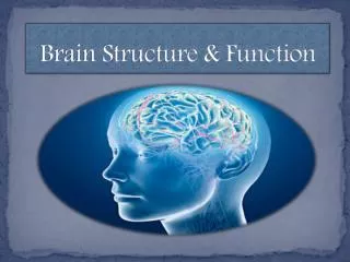 Brain Structure &amp; Function