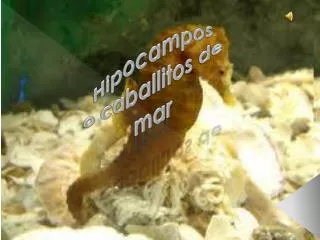 Hipocampos o caballitos de mar