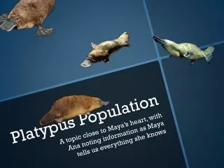 Platypus Population