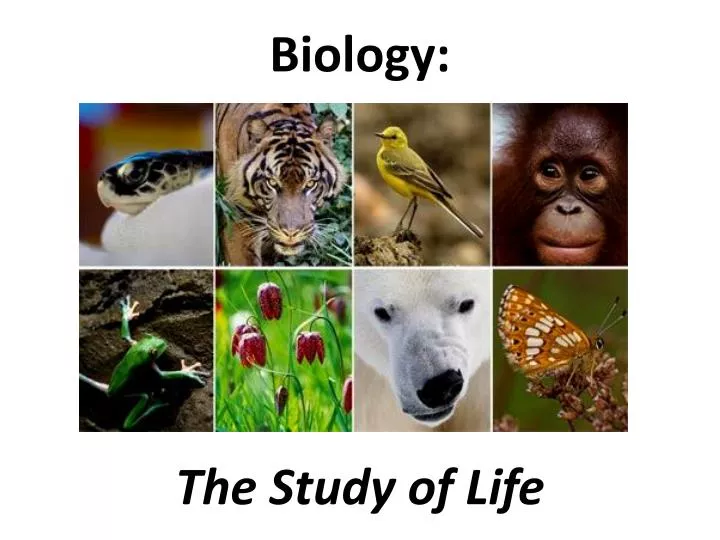 PPT Biology PowerPoint Presentation Free Download ID